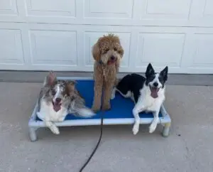 A Better Dog Training — dog trainer in Boerne, TX