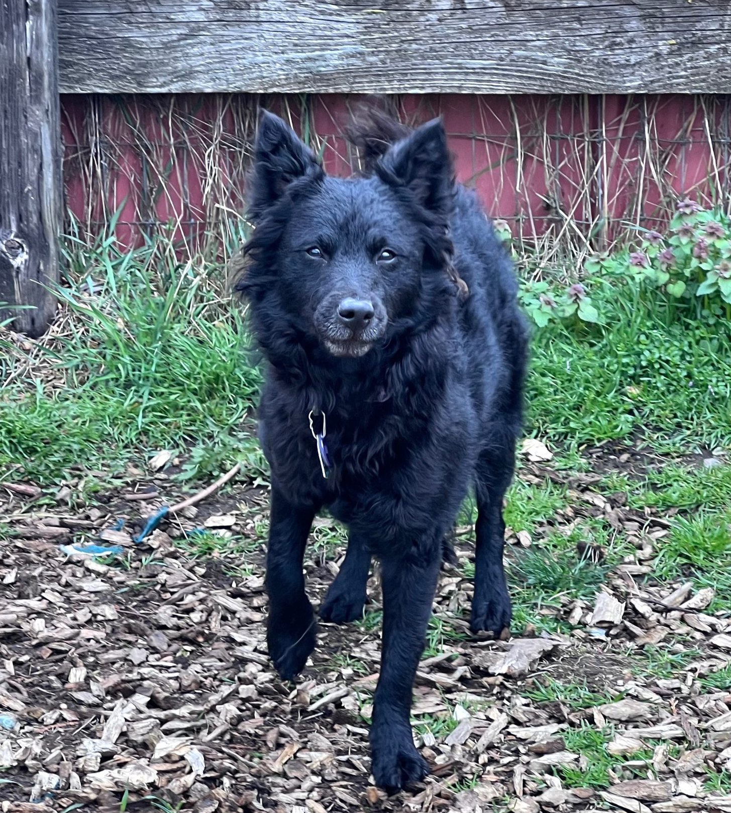 Issaquah Pet Sitter, LLC