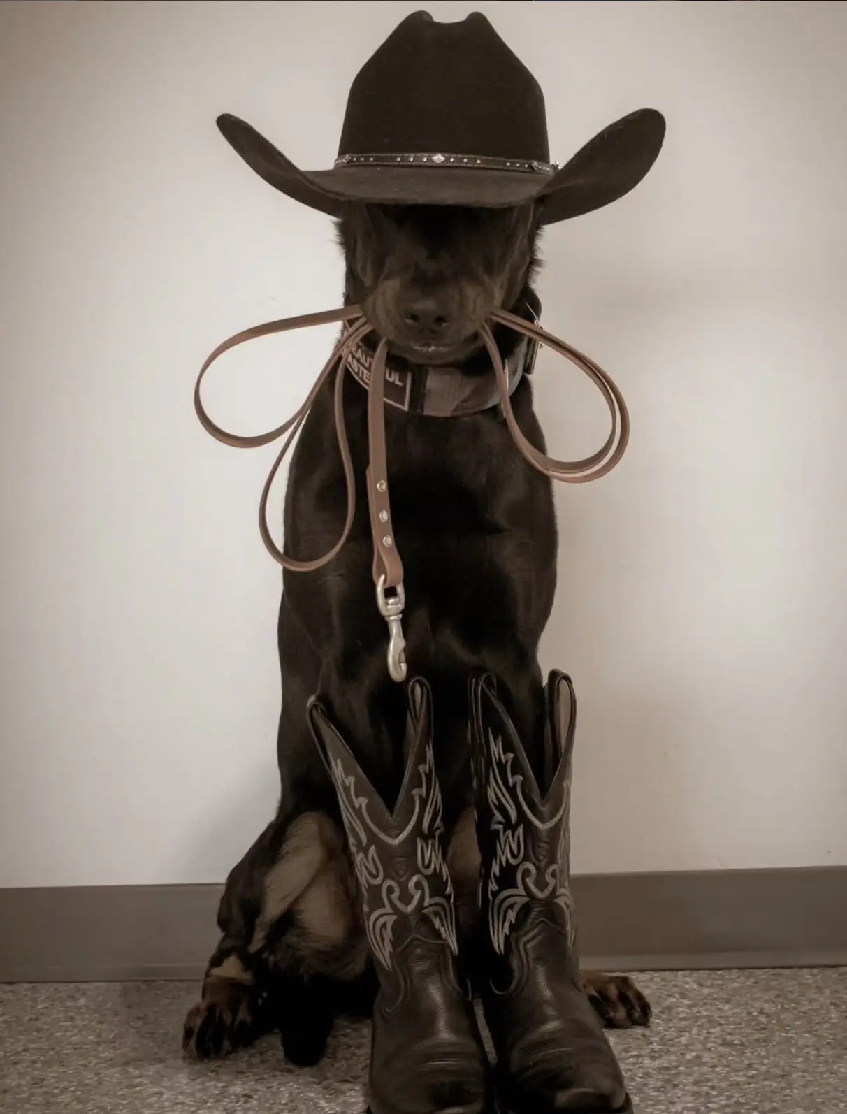 Cowboy & Co Canine Training