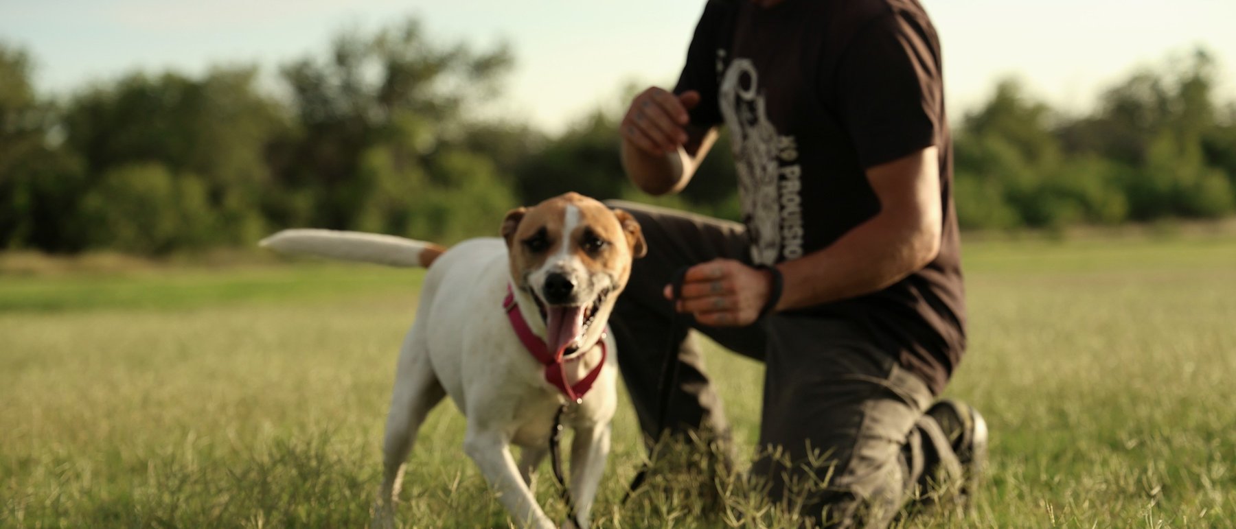 Trailblazer Dog Academy — dog trainer in Boerne, TX
