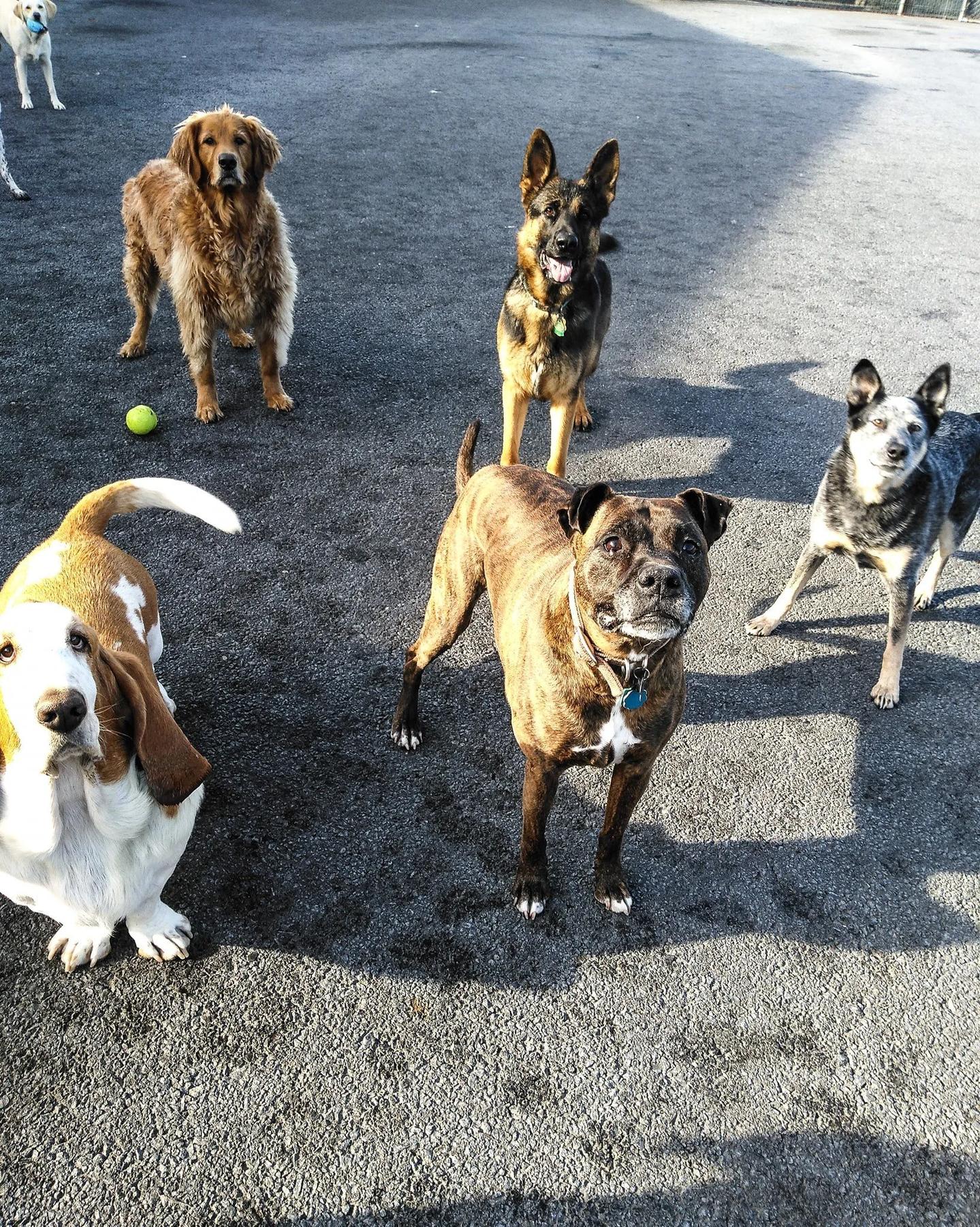 The Dog Zone