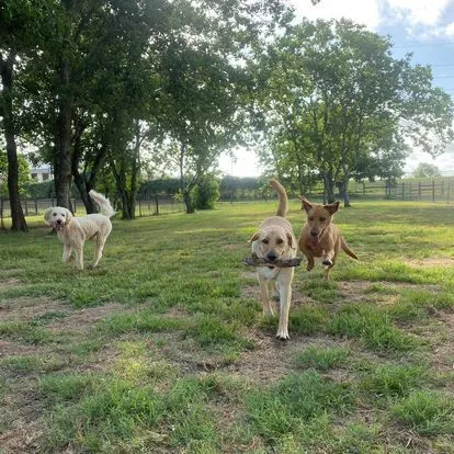 Waggin’ Tails Pet Ranch