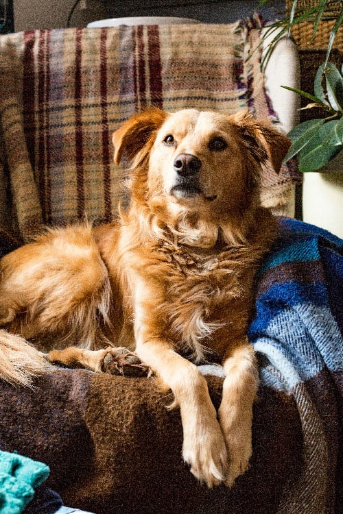 Sit Happens Dog Training Jacksonville