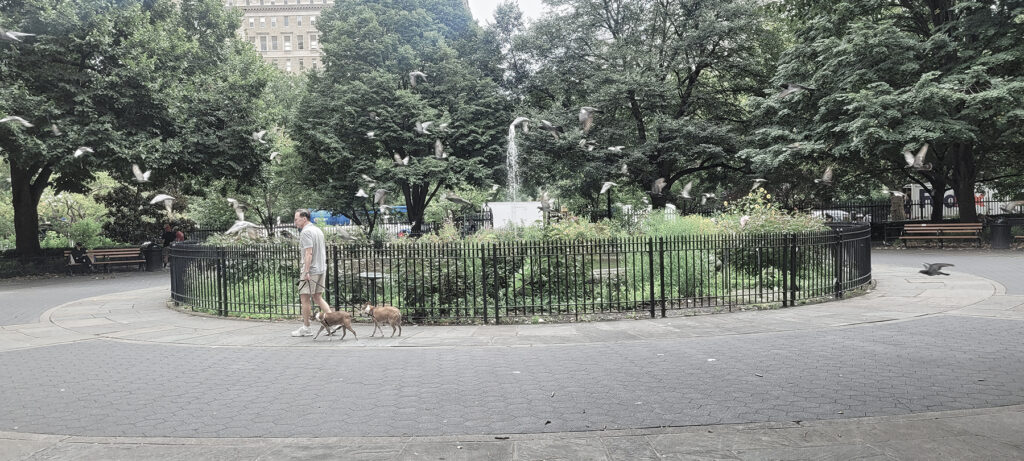 Graceful Canine Dog Training NYC