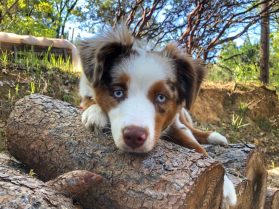 How 2 Dog LLC — dog trainer in Roseville, CA