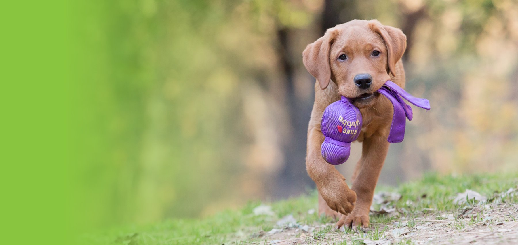 Sierra Dogs Boarding & Training — dog trainer in Placerville, CA