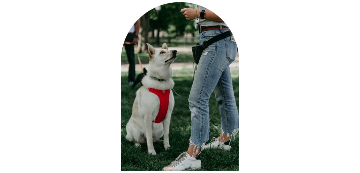 Buck Wild Dog Training — dog trainer in Towson, MD