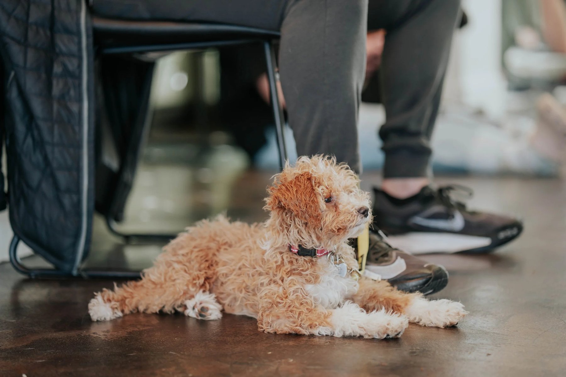 The Canine Mind
