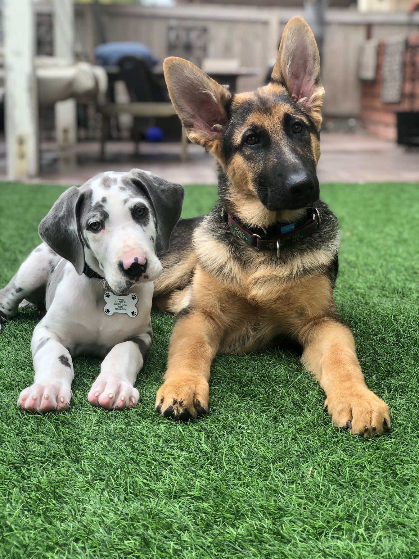 san diego puppy coach
