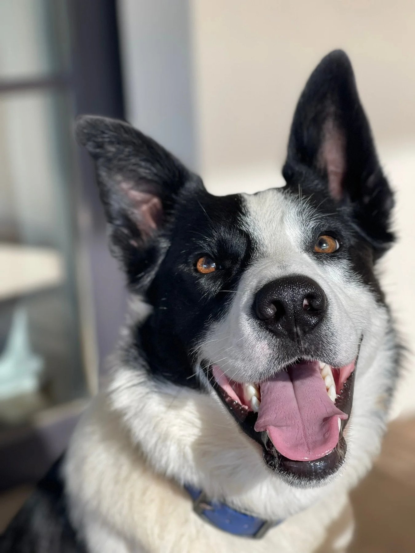 Sonoma Dog Training — dog trainer in Santa Rosa, CA