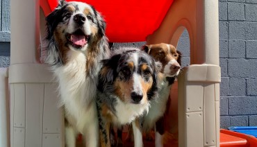 Wags Doggie Day Camp & Boarding