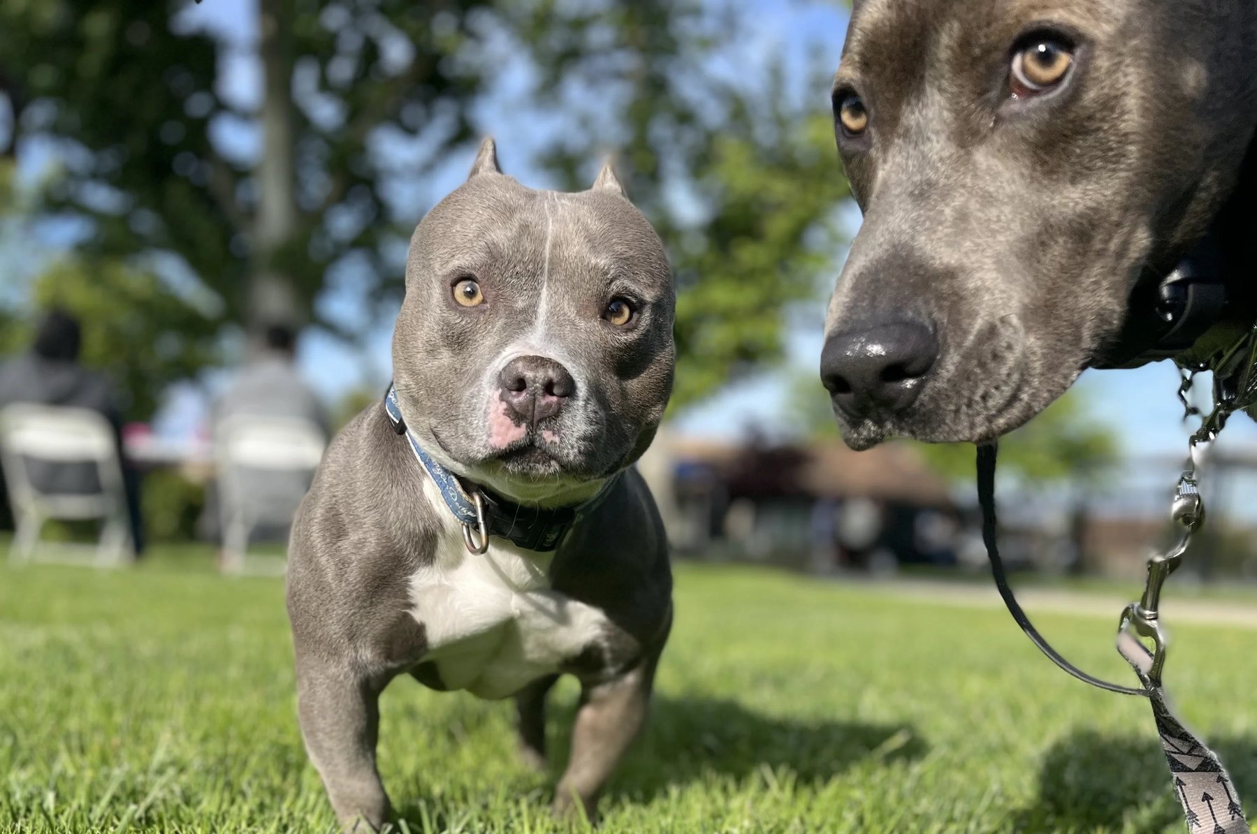 Active Canine Academy — dog trainer in Riverside, CA