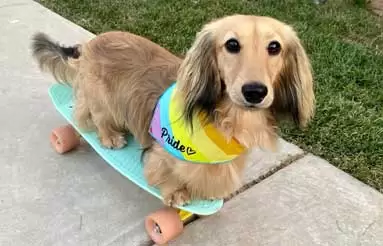 Progress 4 Paws