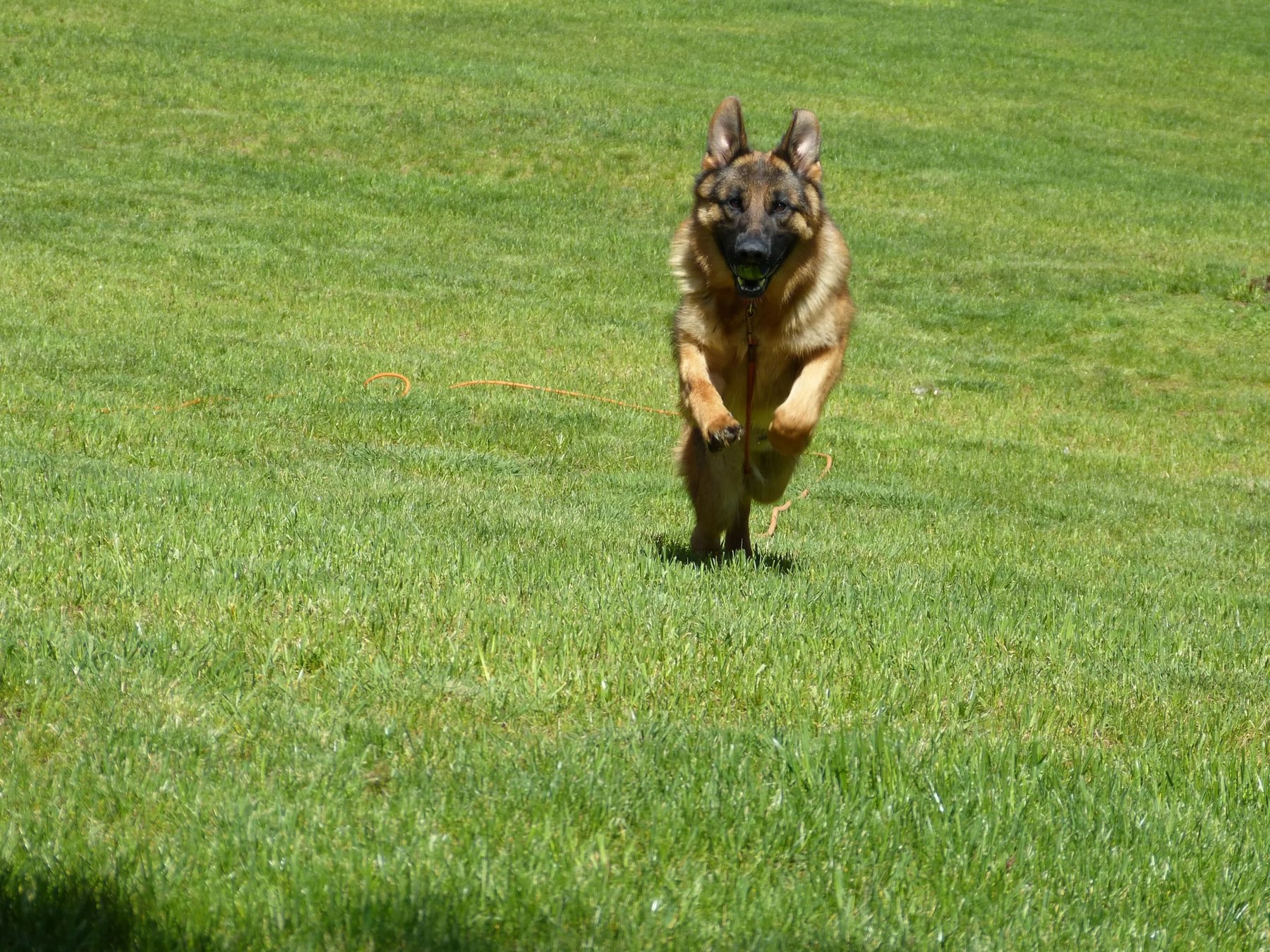 Von Waldberg Kennels