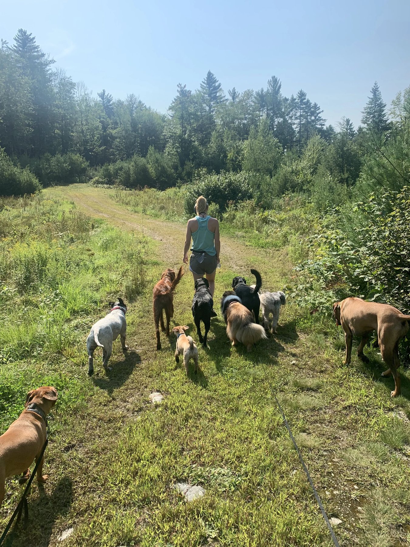 Maple Run Dog Camp