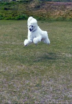K9 Nutt Dog Training