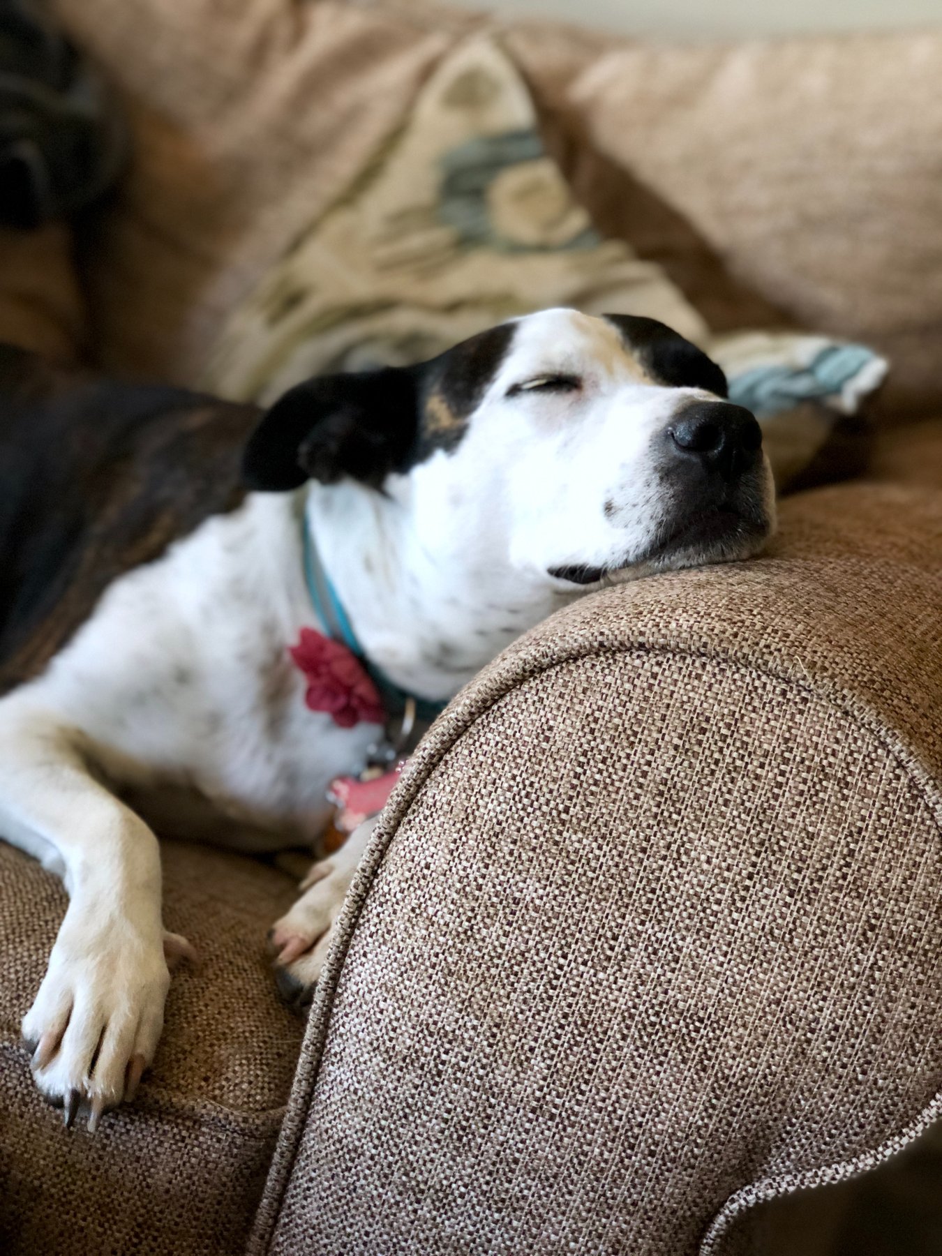 Waggin Tails