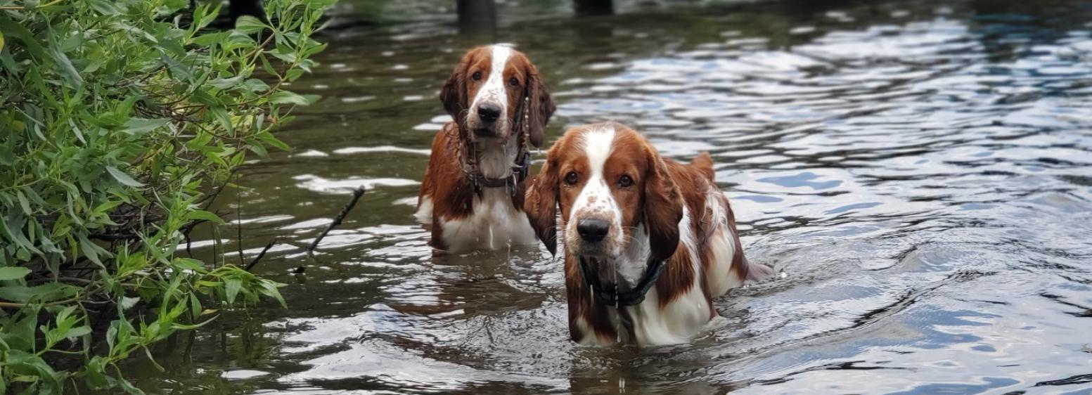 Capital Dog Training Club