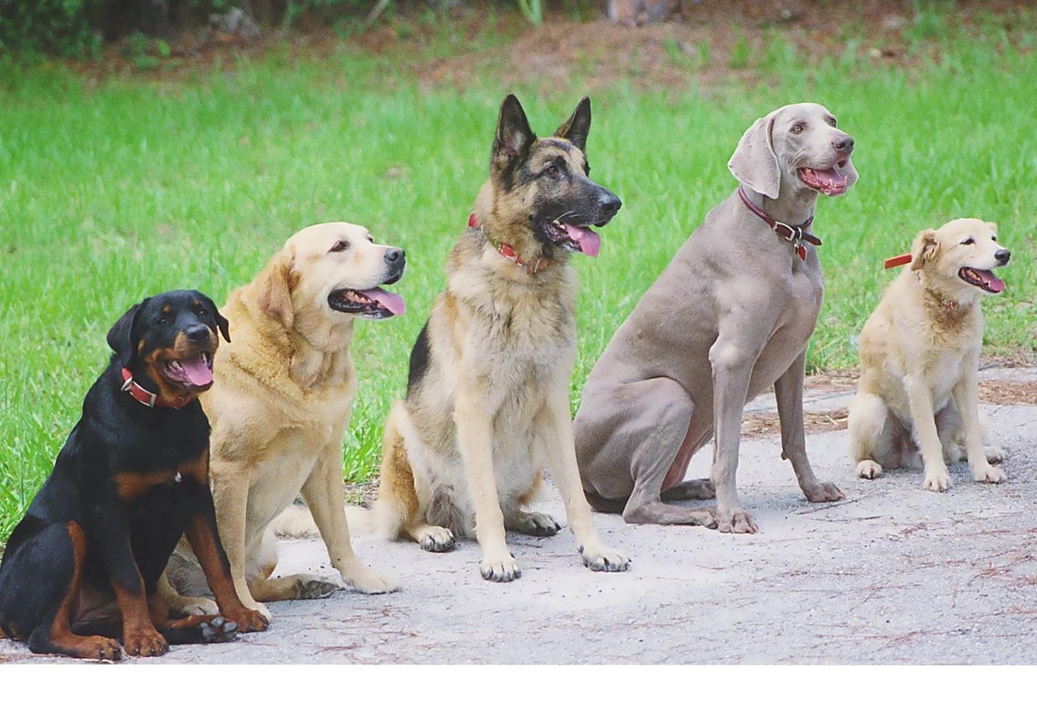 Babette Haggerty – Dog Trainer