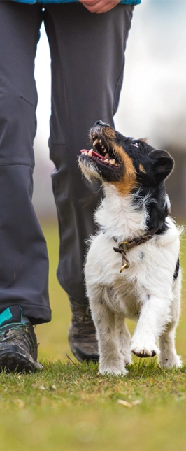 Prodogz Professional Dog Training