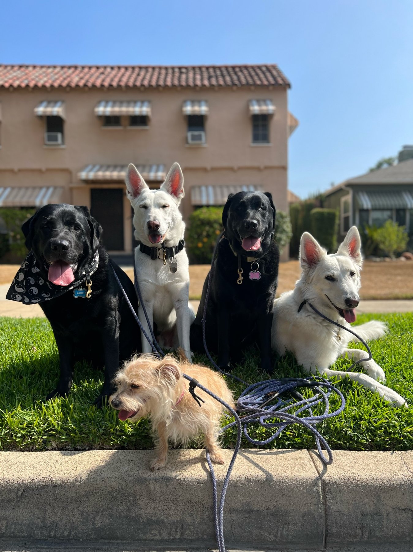 Pasadena Paws