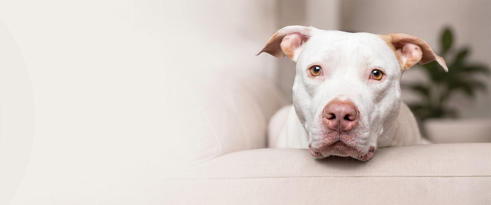 The Intentional Dog
