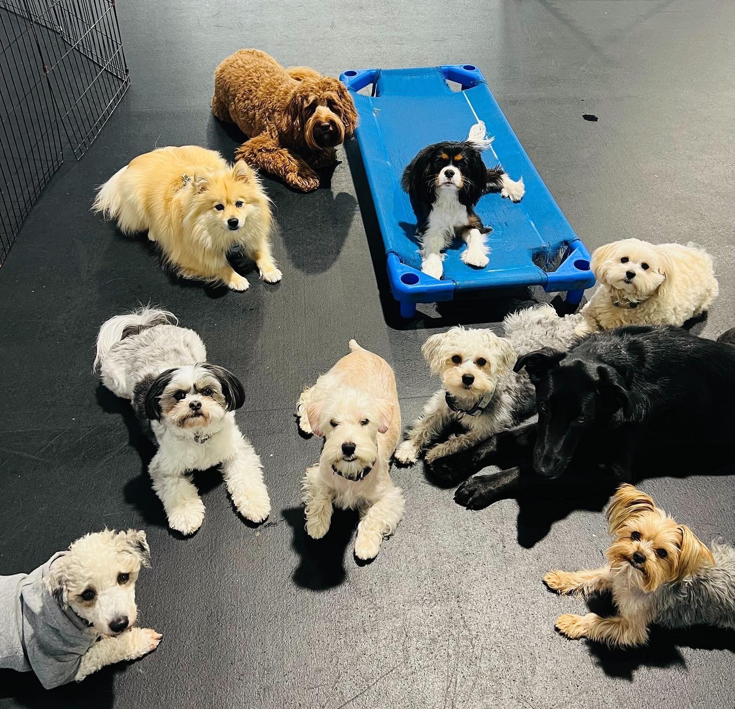 High Expectations Dog Training