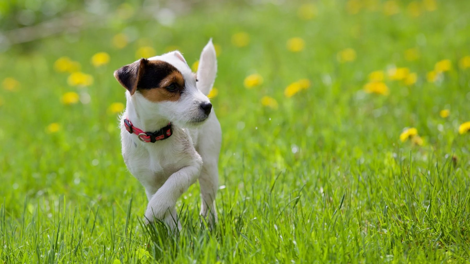 Paws ‘N Effect Canine Training Center
