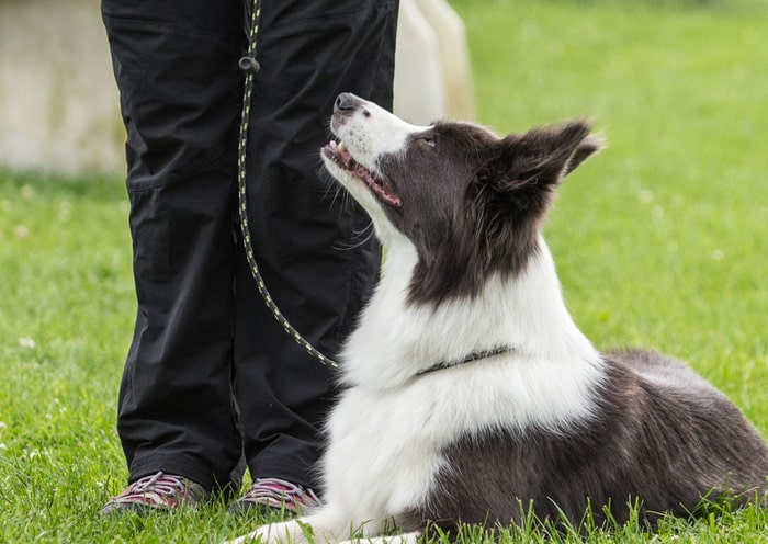 The Human Dog Team