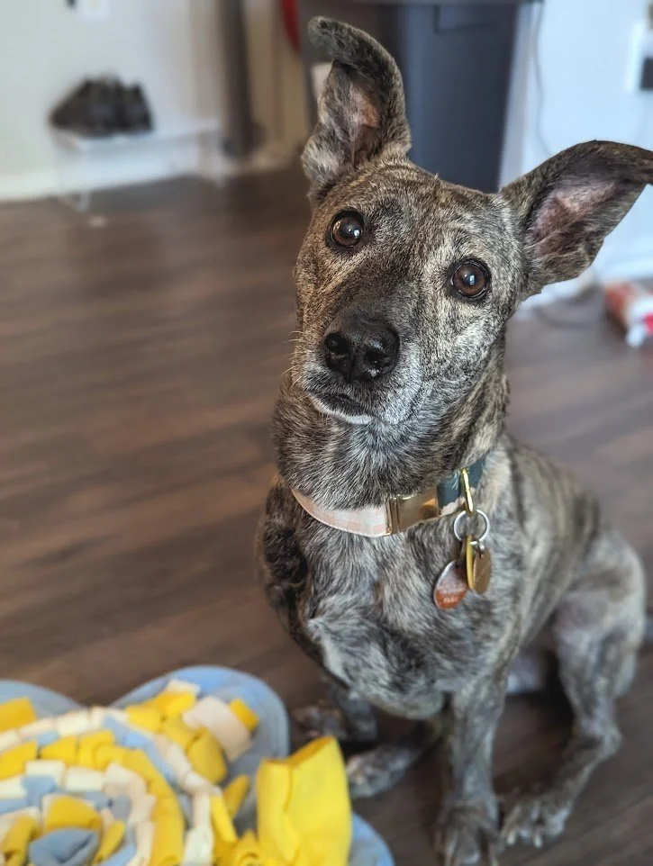 Supermoon Dog Training & Enrichment