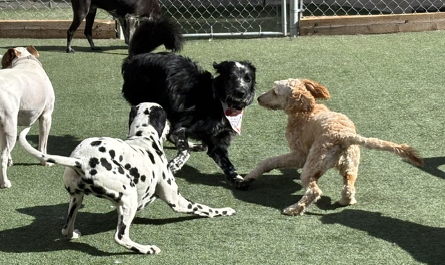 Dog’s Den