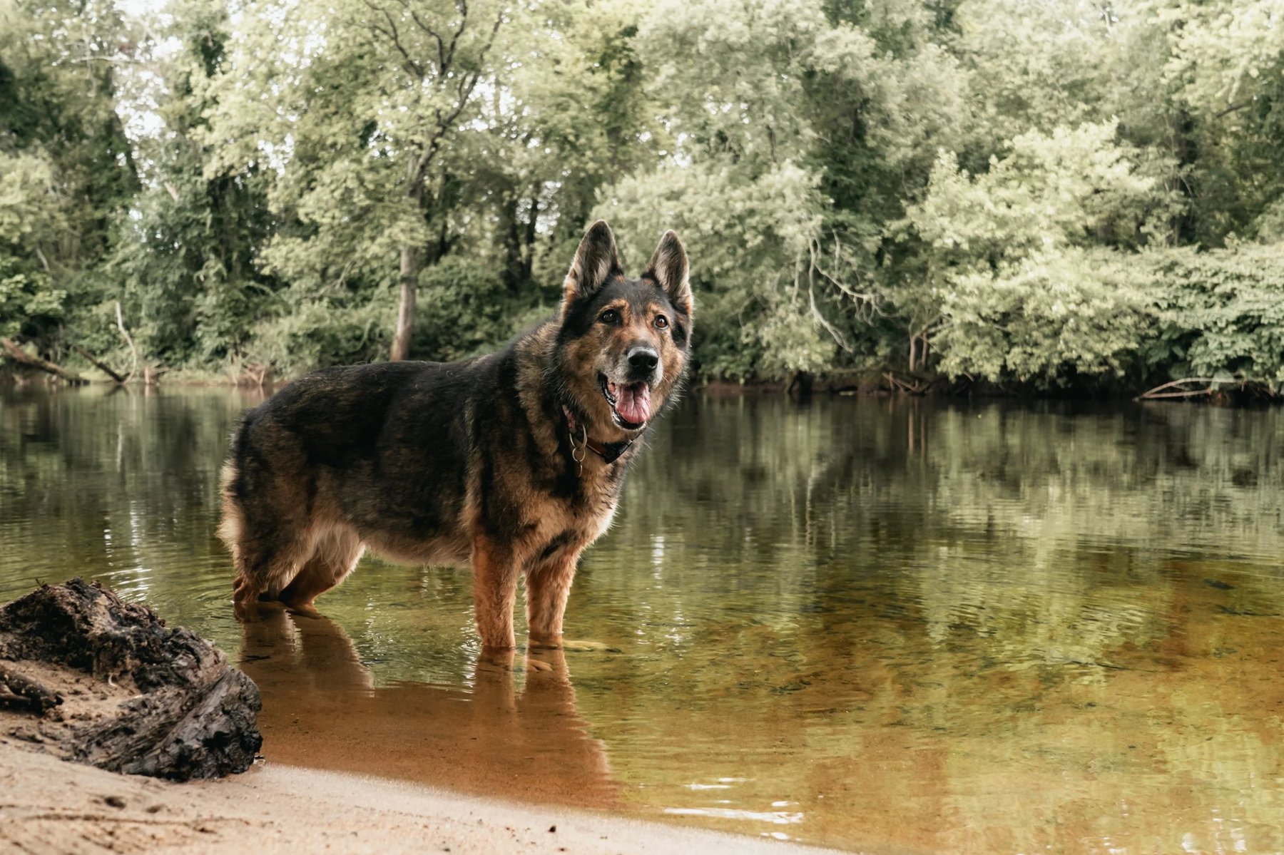 TAO DOG® Wellness