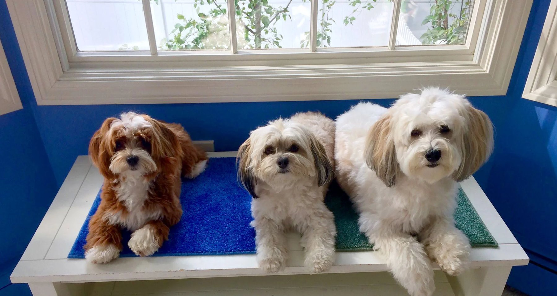 Good Wellesley Dogs — dog trainer in Newton, MA