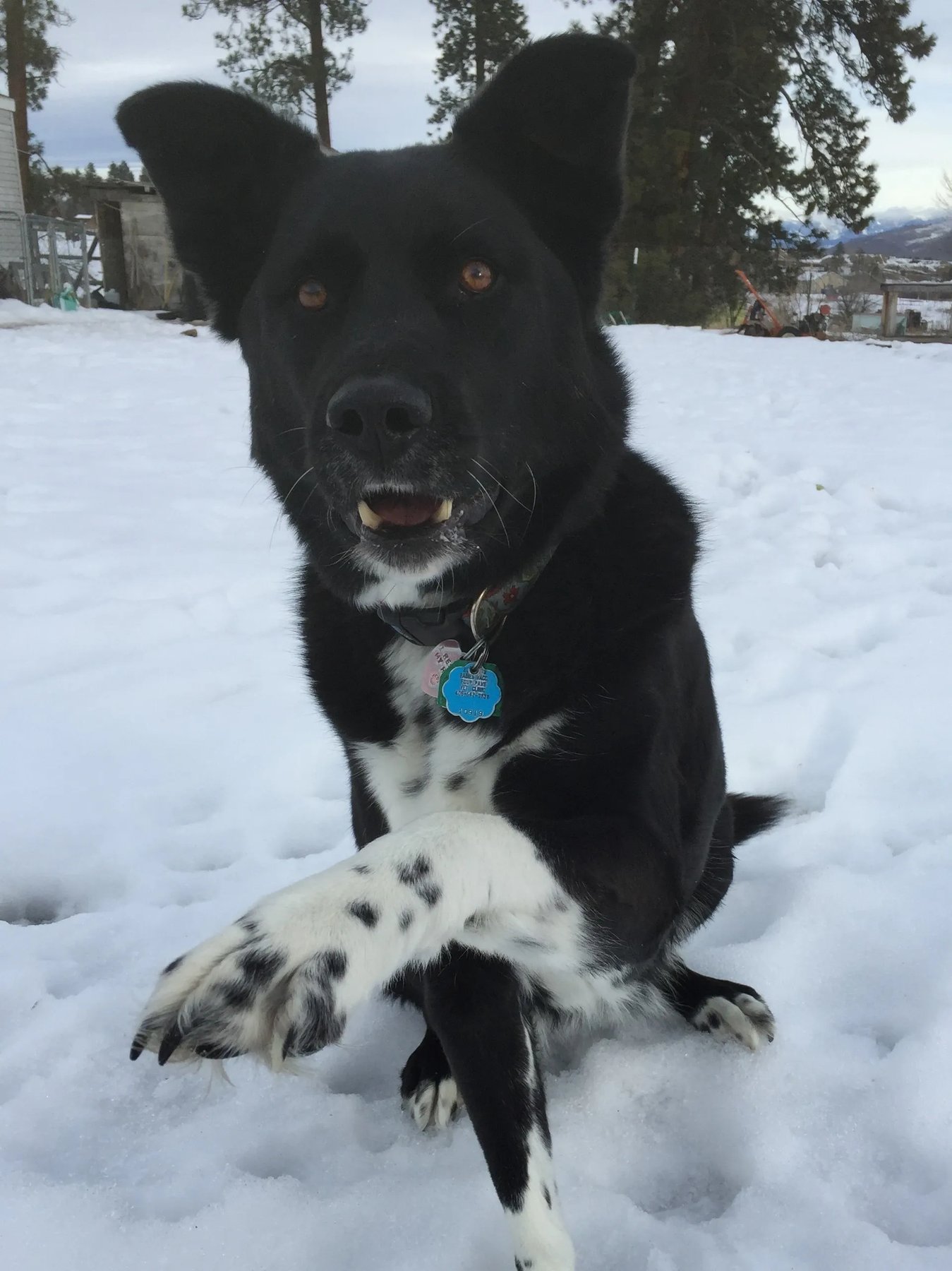 Pawsitive Change Dog Training