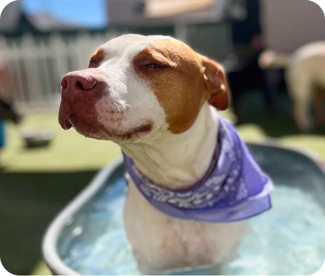 Whitaker Dog – Dog Daycare, Boarding and Training