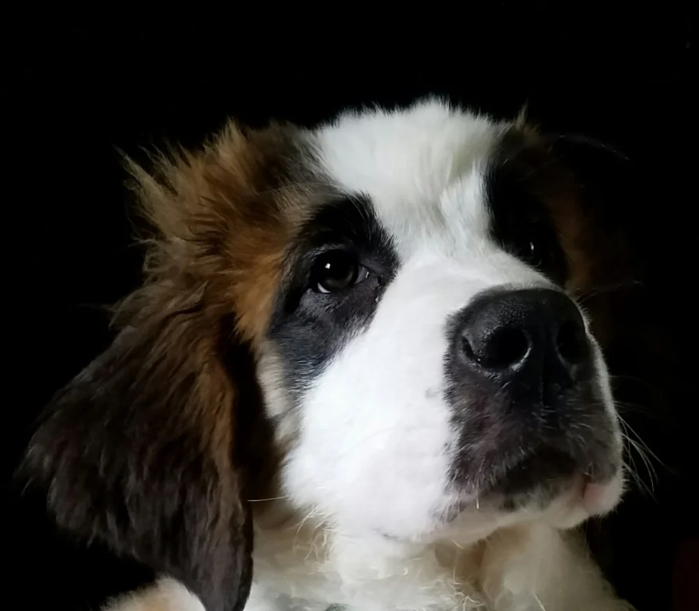Growing Up K9