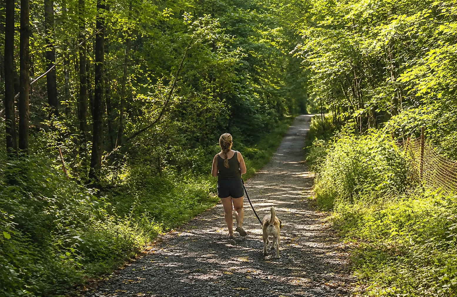 Four Legged Family Massage and Dog Training