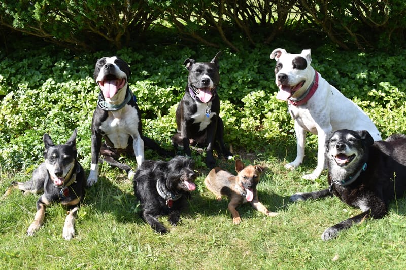 Pawlite Best Friends LLC