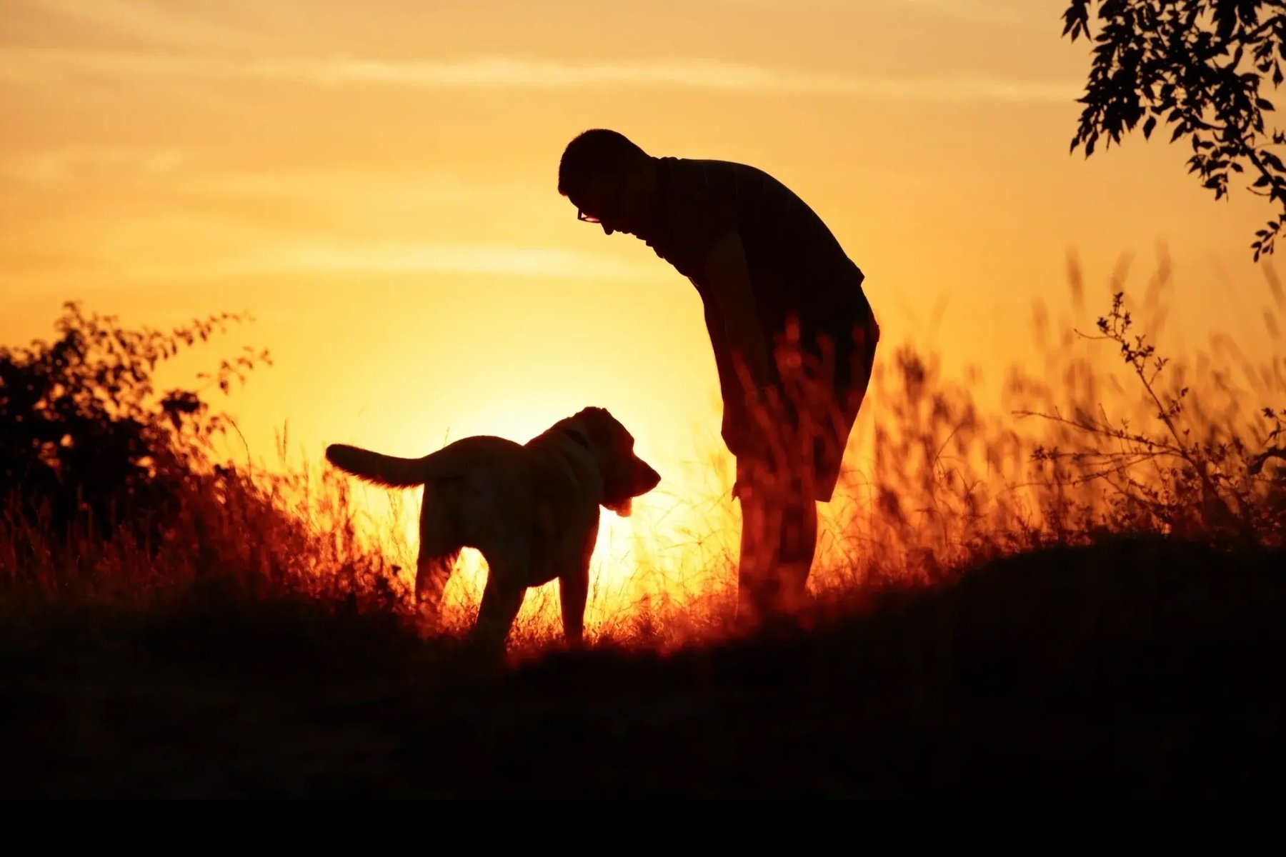 PAWsitive Approach, LLC