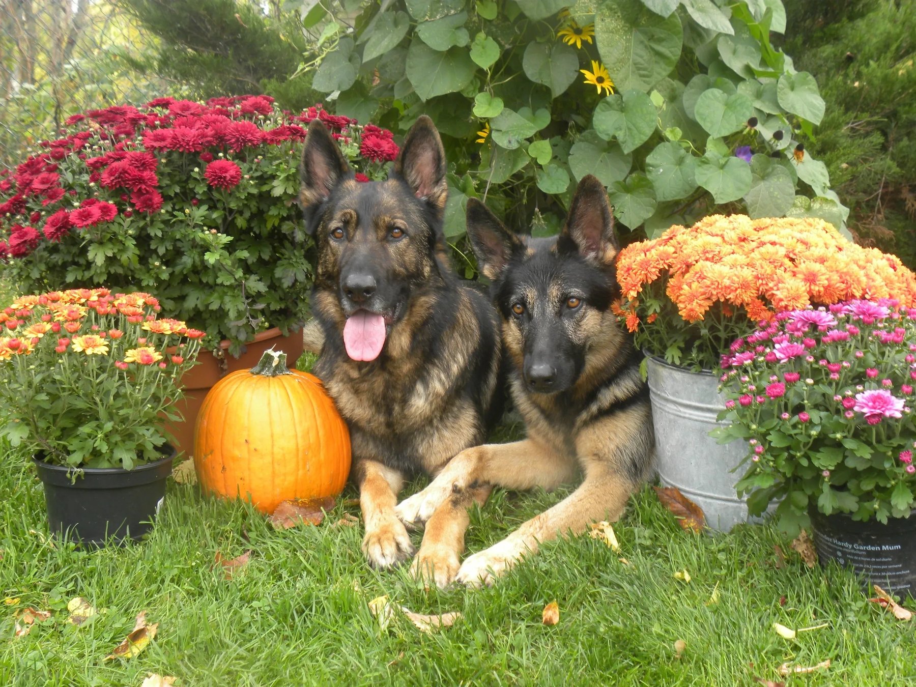 Pawsitive Touch Dog Training & Grooming