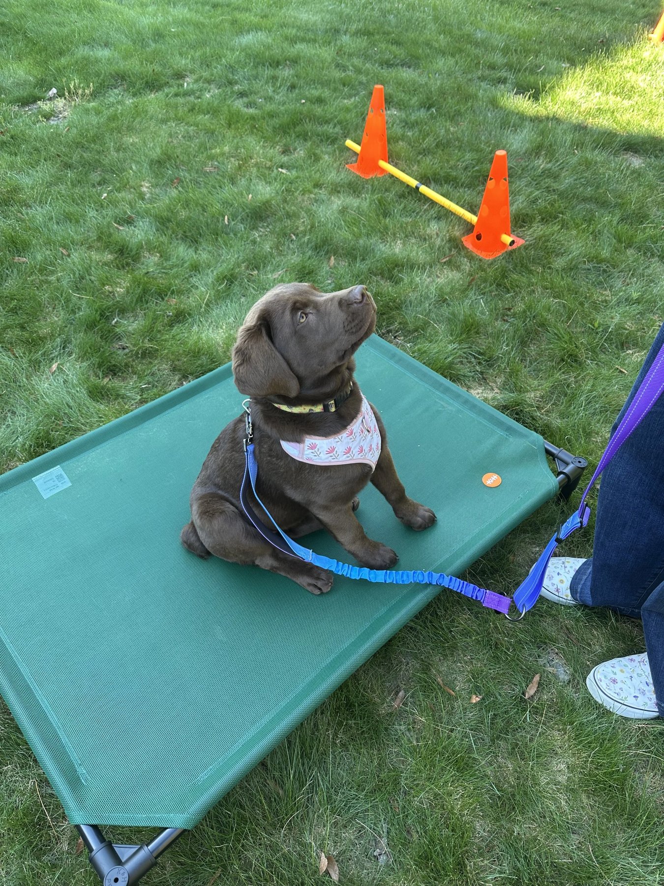 Pawfect Partner LLC