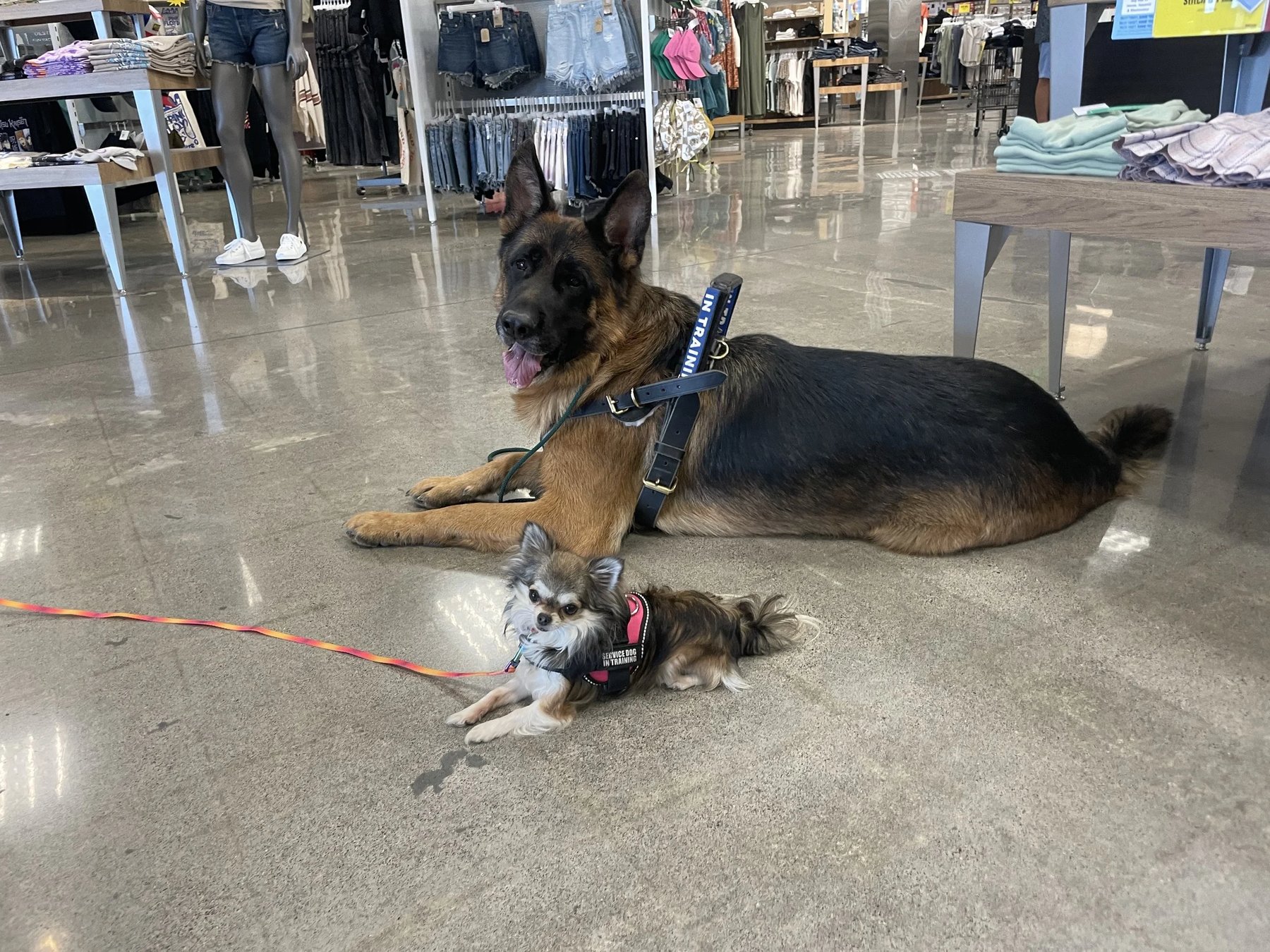 Saragold Kennels Training