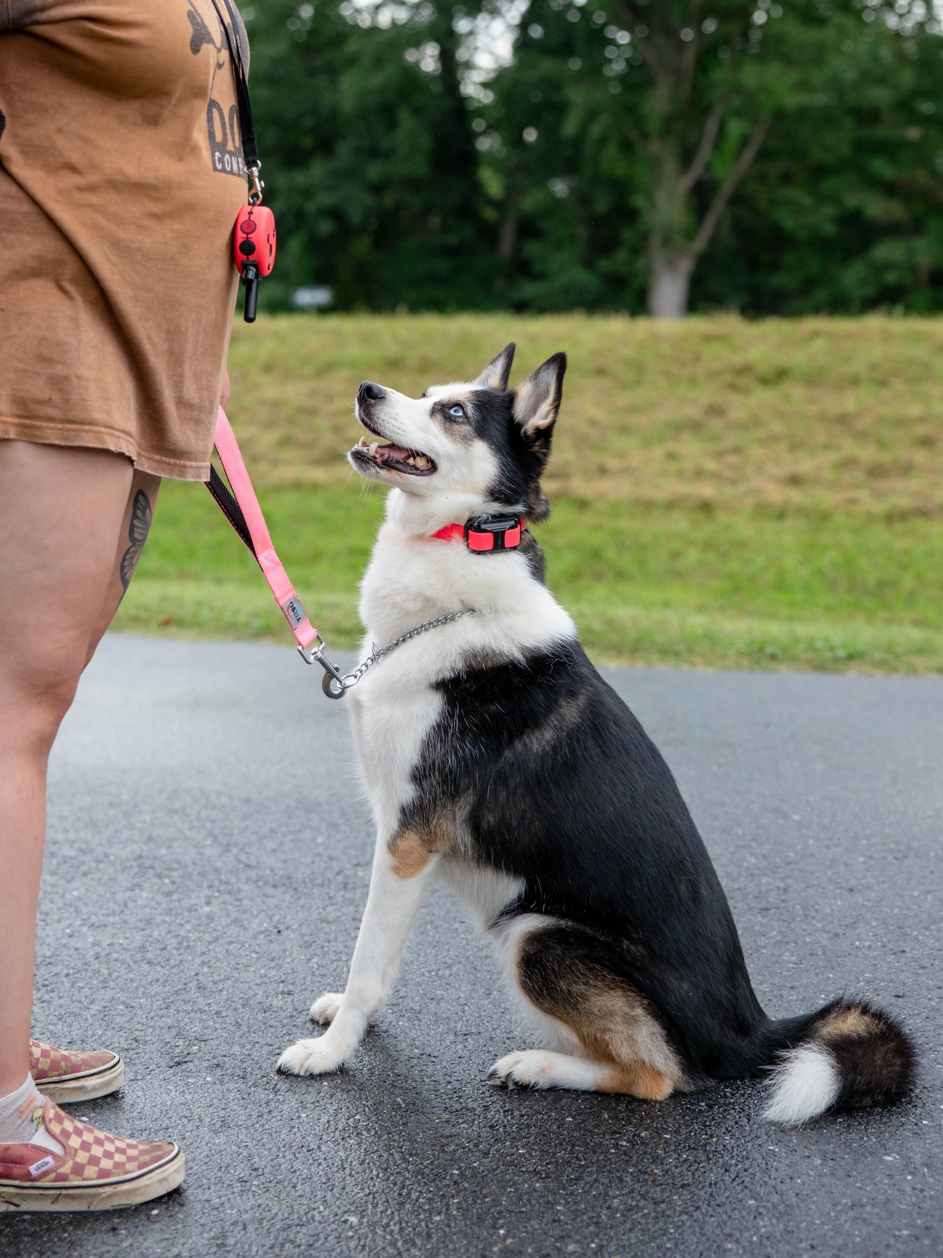 The Dog Company — dog trainer in Salisbury, MD