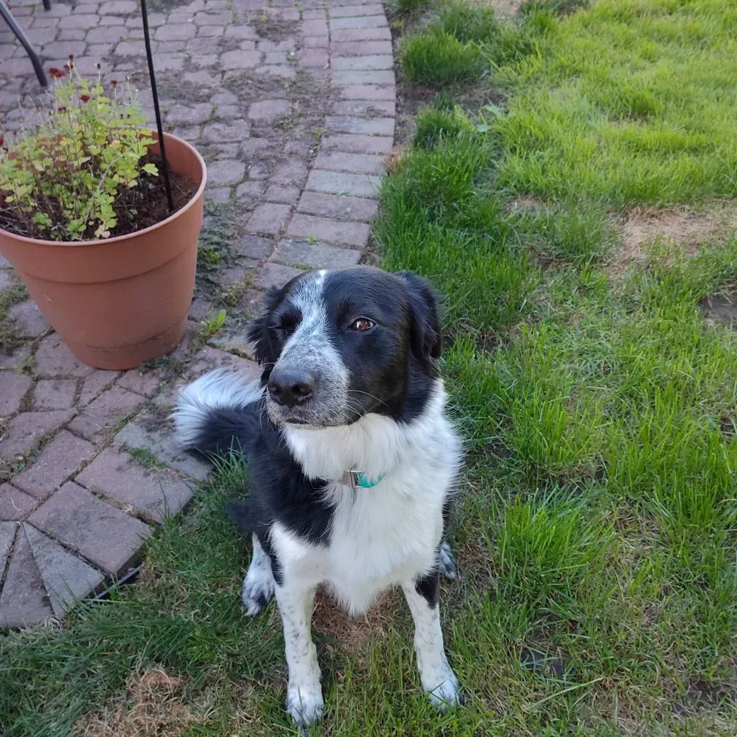 Take the Lead Dog Training