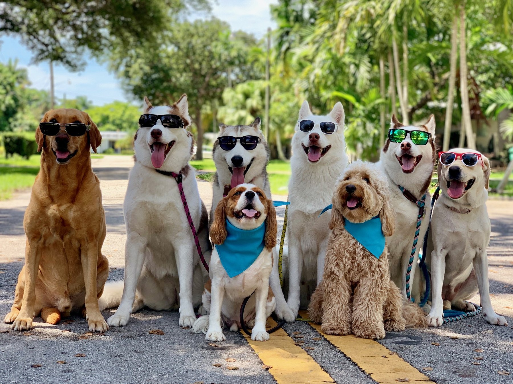 Woof Pack
