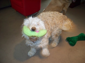 Leader of the Pack Dog Training, LLC