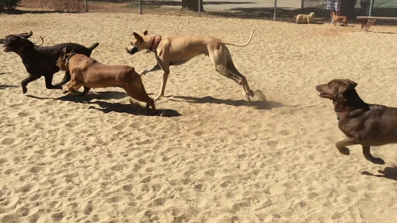 Dog Behavioral Training School