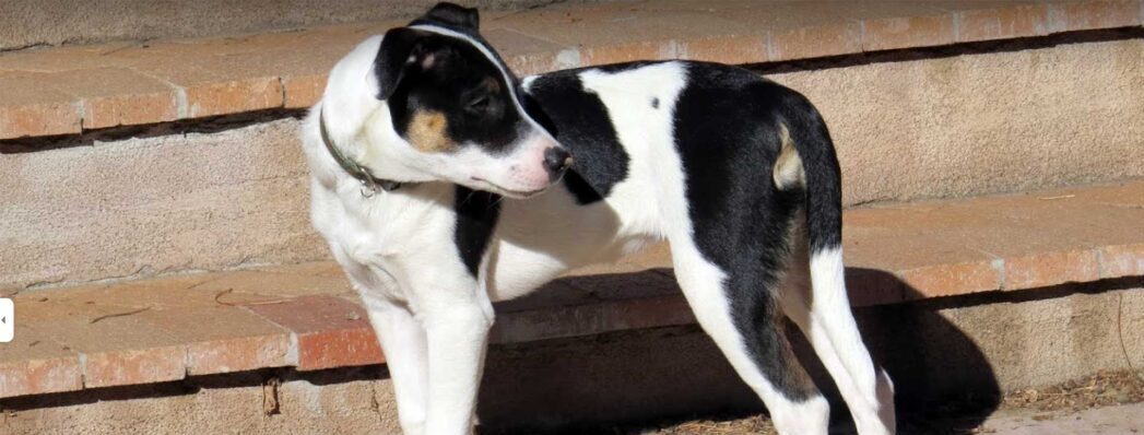 Santa Fe Dog, LLC — dog trainer in Santa Fe, NM