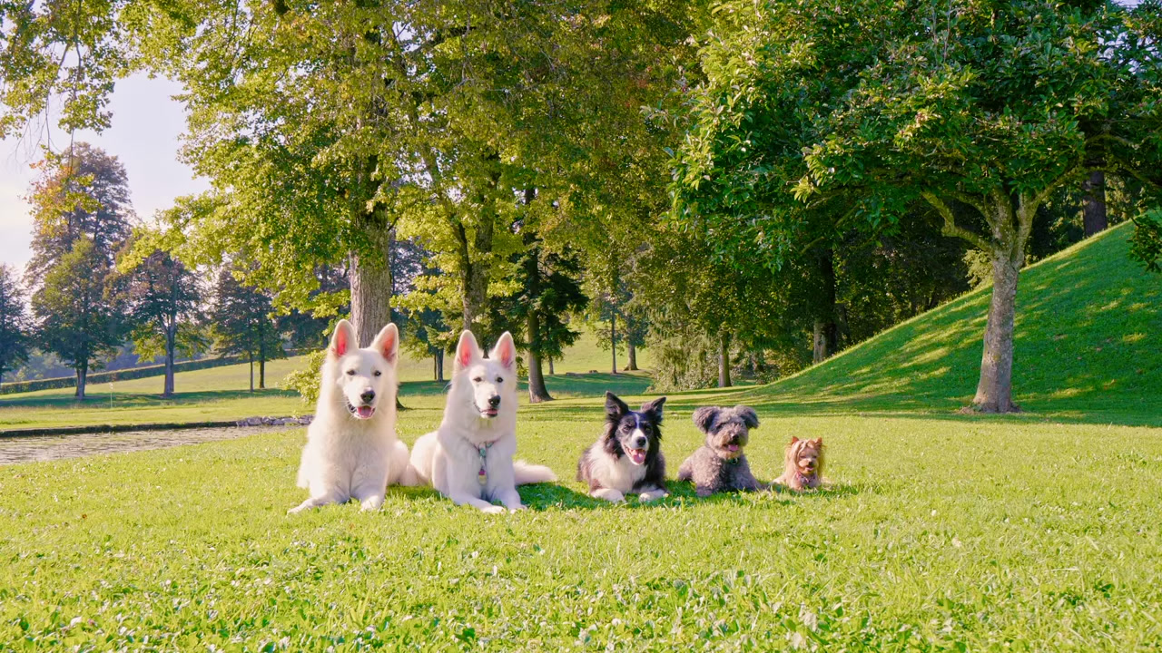 OK9 Dog Training & Boarding