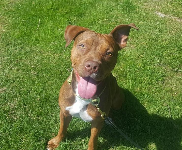 RockStar Dogs Training and Behavior